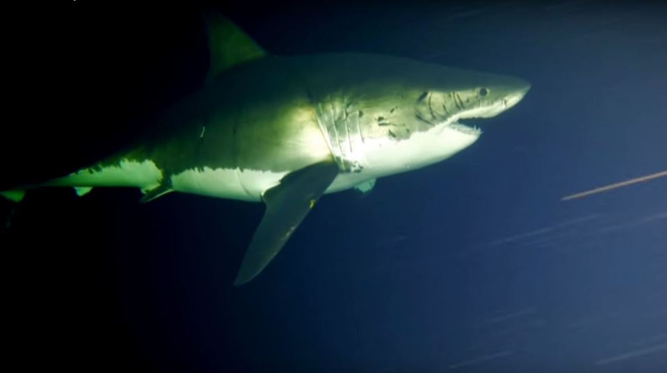 Emma the shark was caught napping