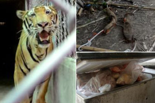 Tiger Temple Thailand