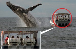 Gutting moment boat full of tourists caught looking the wrong way as giant humpback breaches