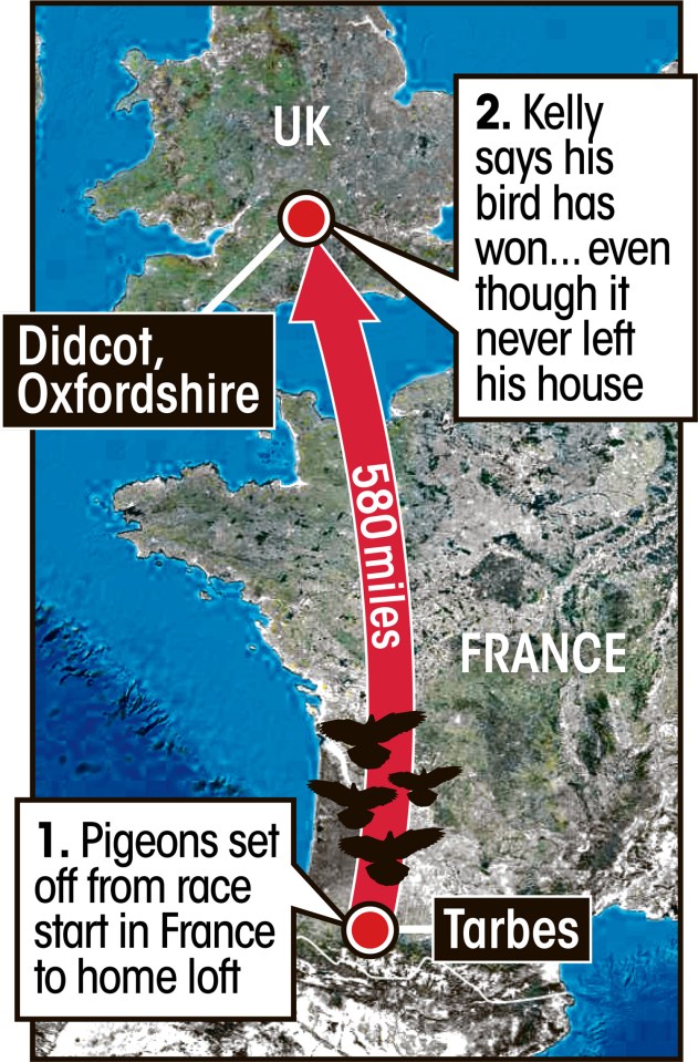 graphic racing pigeon map