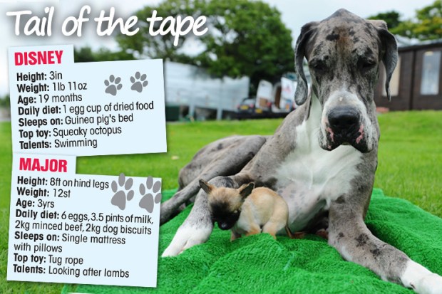 graphic tail of the tape