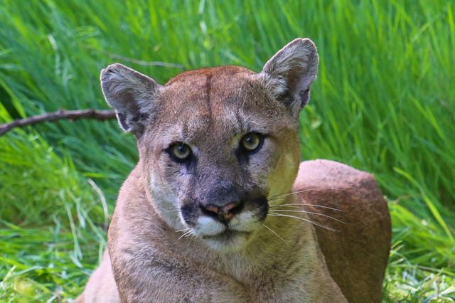 Pride... female lions have been shown to hunt near human developments