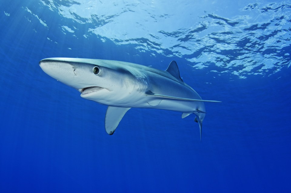 The culprit is believed to have been a blue shark, which records say are behind four human deaths in the past