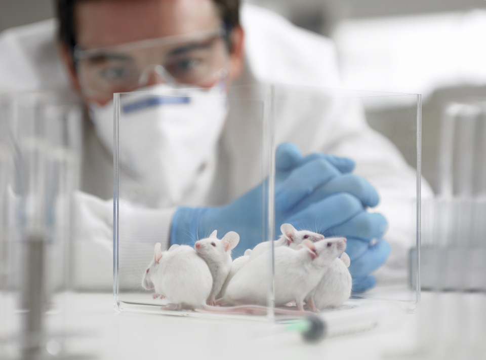 Scientists said tests on lab mice using simulated weightlessness and radiation confirmed the theory