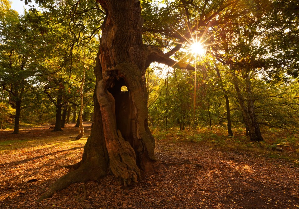 sherwood forest trees Edwinstowe nottinghamshire England UK GB EU Europe