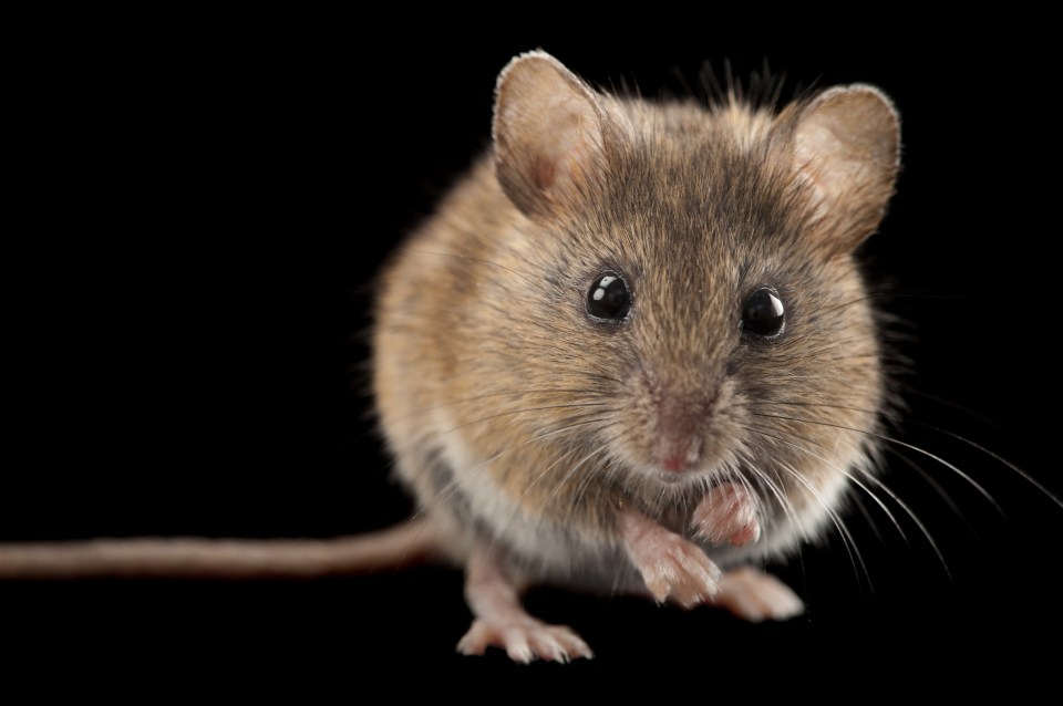 Steve's inappropriate behaviour towards children included asking them to crush mice to death