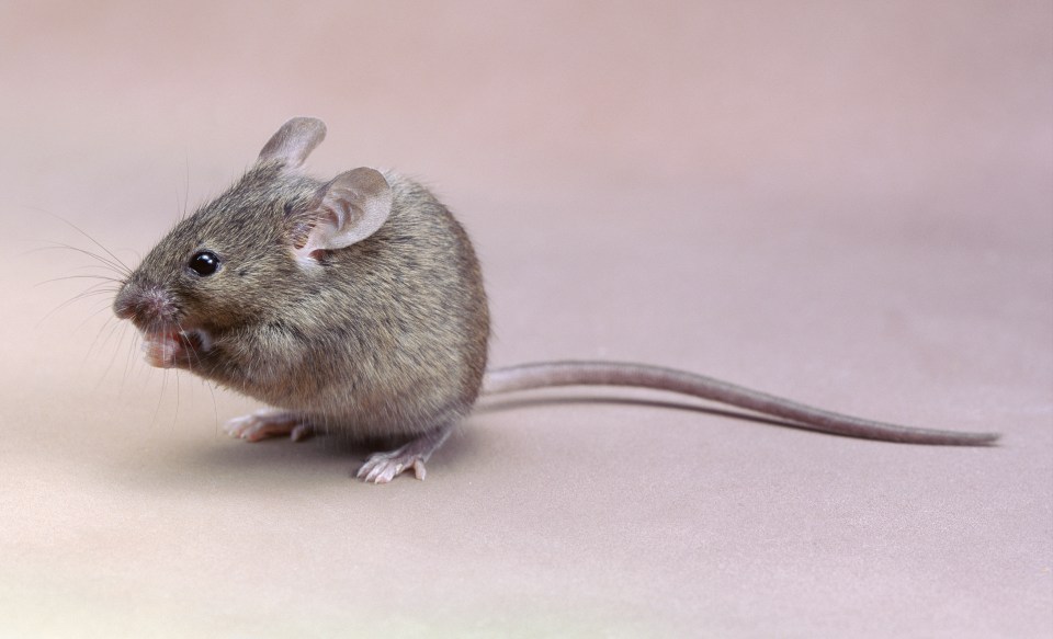 Mouse