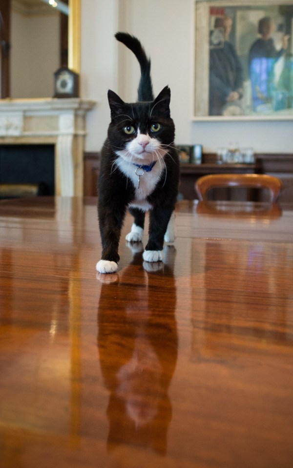 He also had an important appointment with Palmerston – the Foreign Office’s resident cat