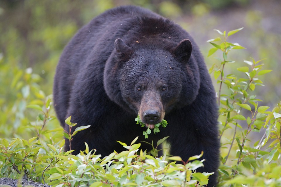 Bear