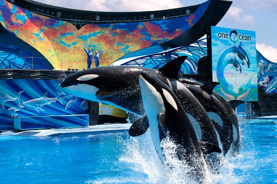 The teenager hacked Seaworld's websites in 2014 costing the chain hundreds of thousands of pounds