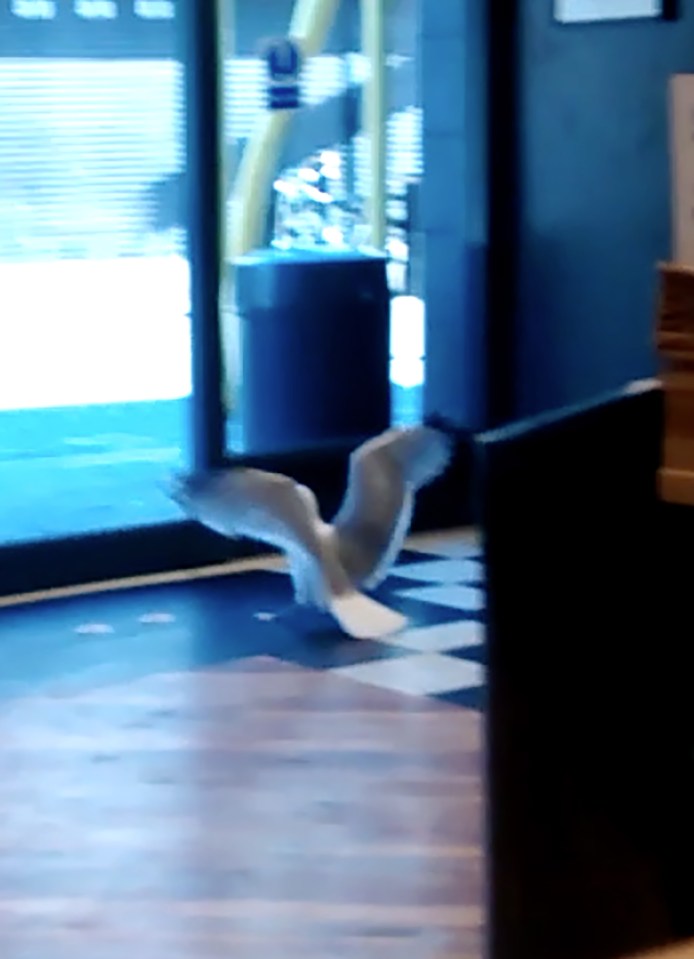 The crafty seagull can open doors by flapping its wings