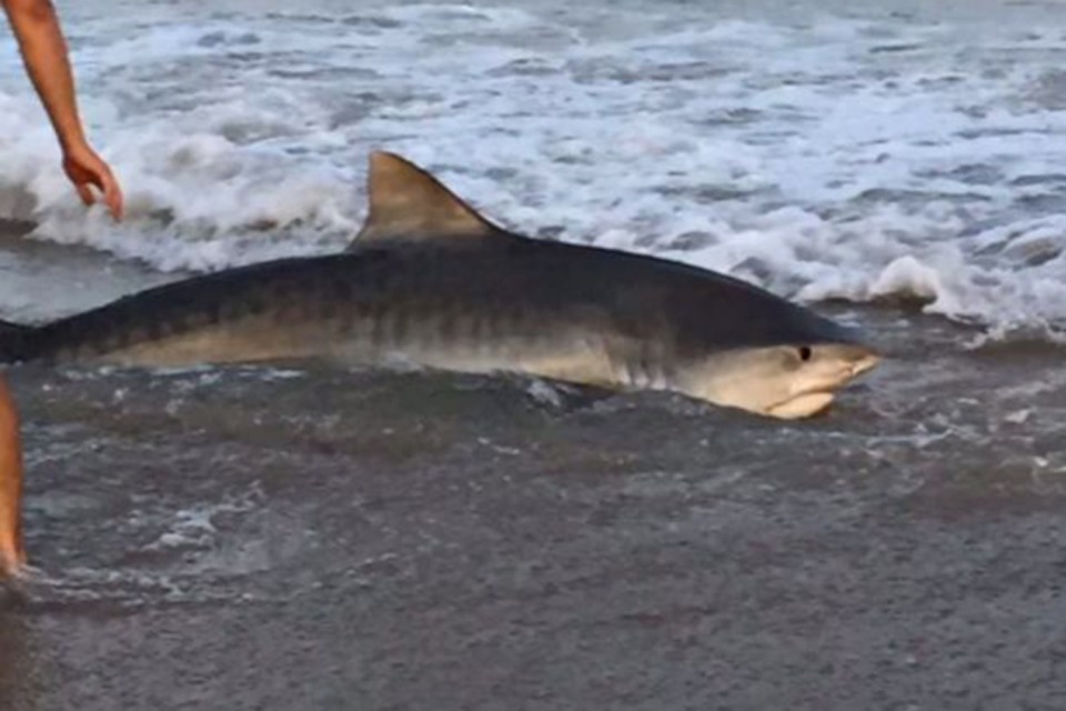 The fishermen let the 11ft marine creature back into the ocean