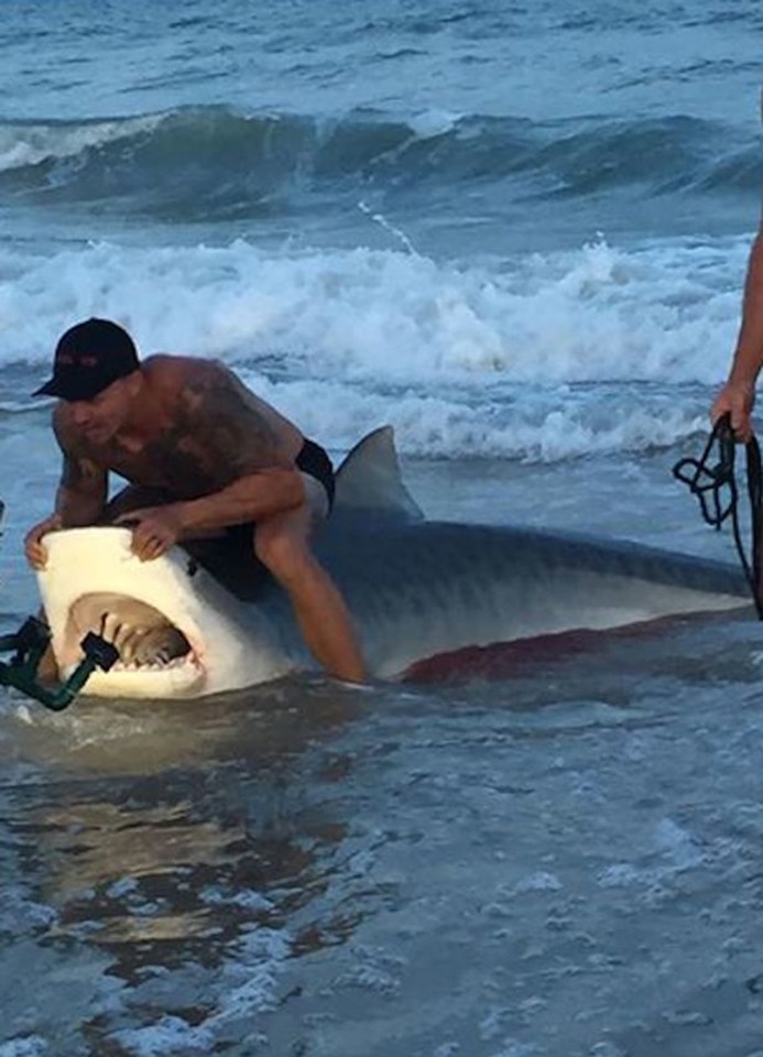 The research team measured the tiger shark before realising it was too big to tag