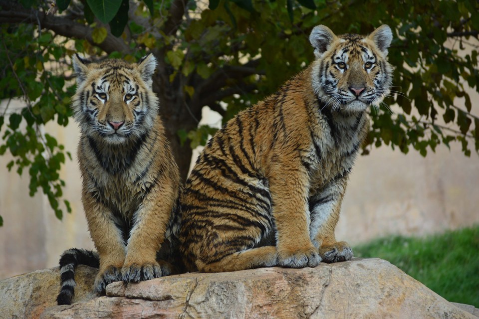 Last year the zoo took on five new Bengal tigers, transferred from a zoo in France
