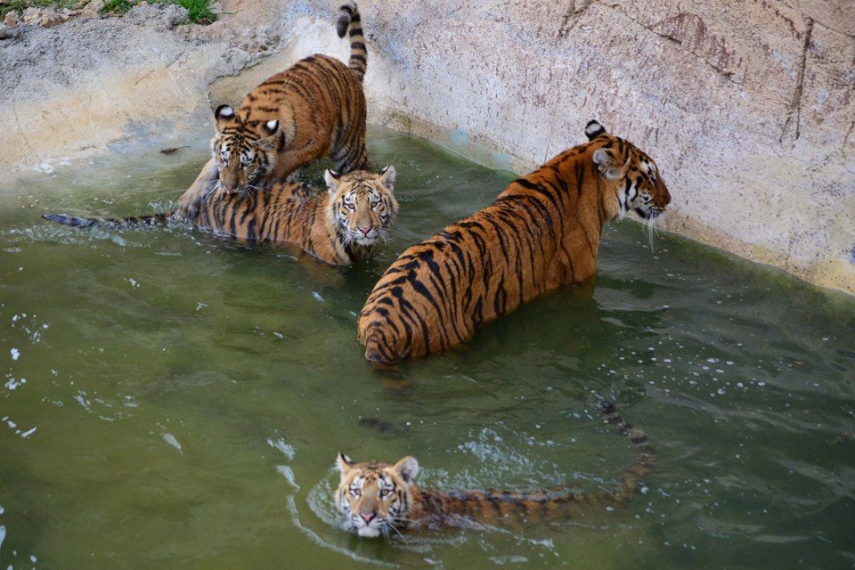 Terra Terror . . . The woman was cleaning the tiger enclosure when she was mauled and killed by one of the big cats