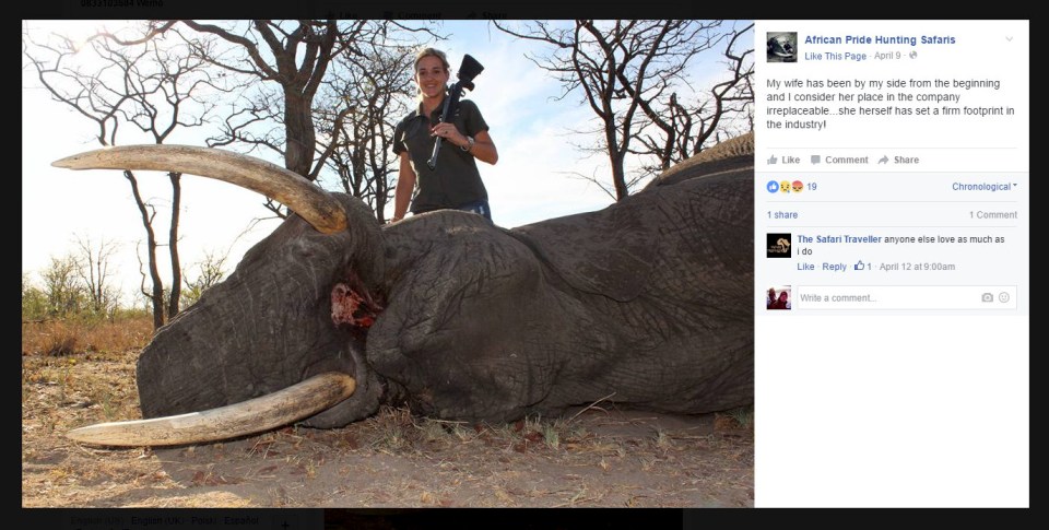 The WWF rates African Elephants as being vulnerable due to the threat of hunting