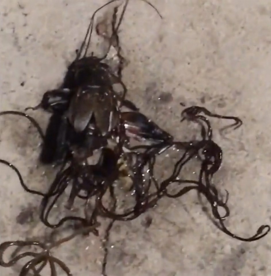 This horrid worms are actually zombie parasites