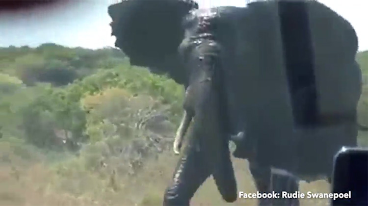 Elephant Charge