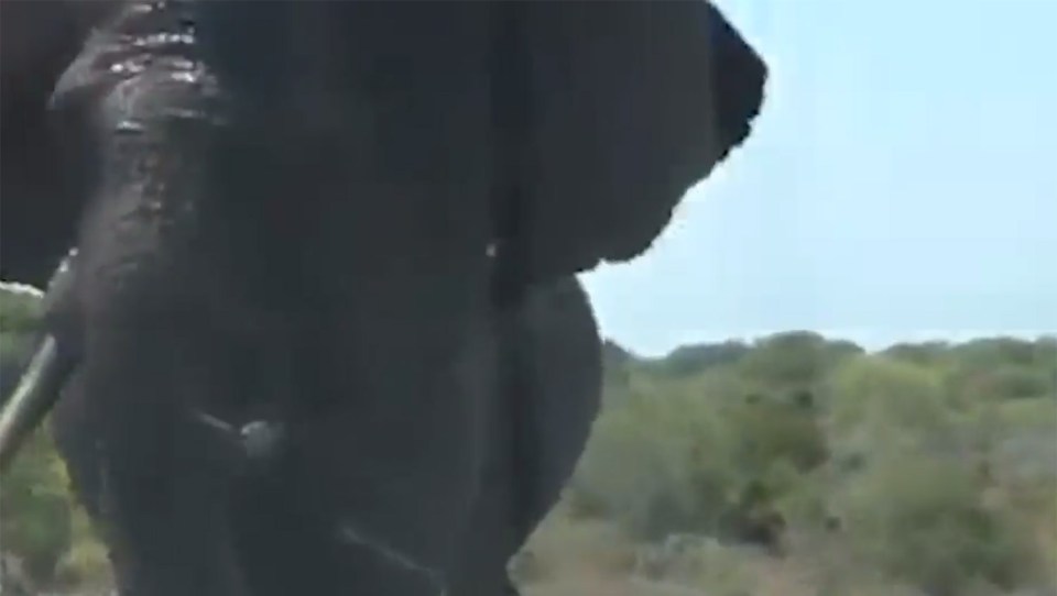 elephant attack