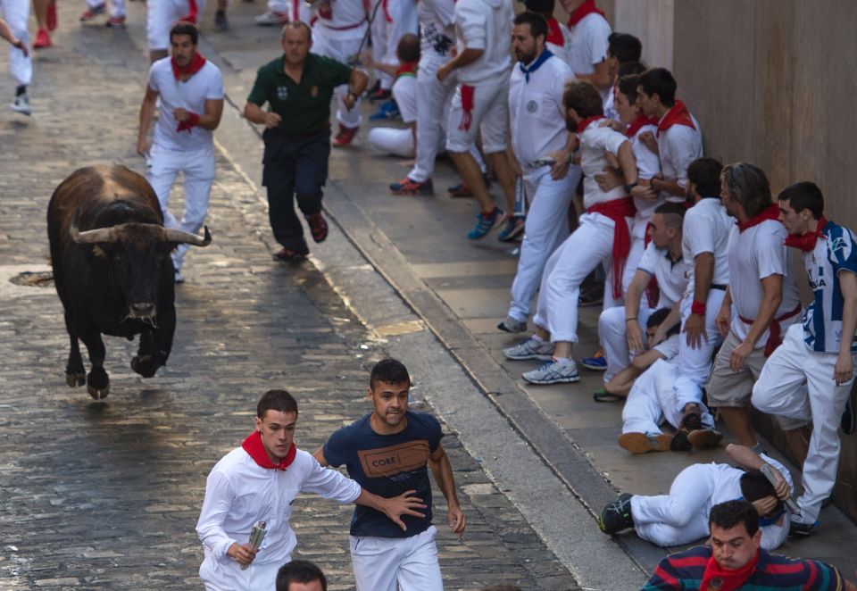 A man lies on the ground as the fighting bulls run past him - the man was lucky to escape with the risk of being gored by bull horns a dangerous possibility