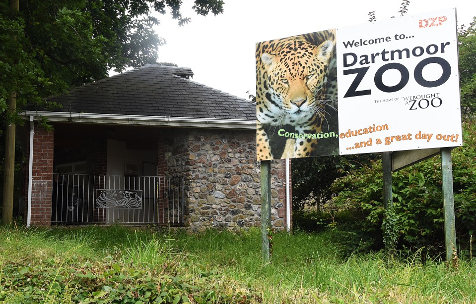 Zoo staff will lay down a cordon of whiffy droppings from other large predators such as lion, tiger and jaguar around its location