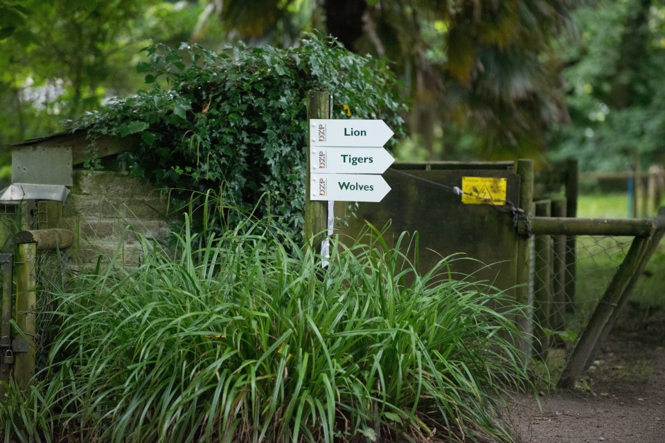 Keepers hope the familiar smell of poo will tempt the lynx back towards its enclosure