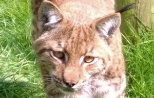 Picture hunters 'hampering efforts to capture escaped Dartmoor lynx Flaviu'