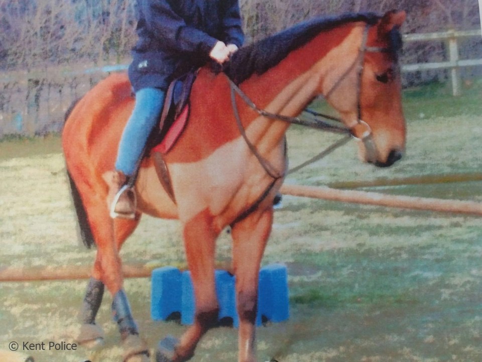 Dangerous and sick horses were doped by the crooked vet and flogged to unaware customers