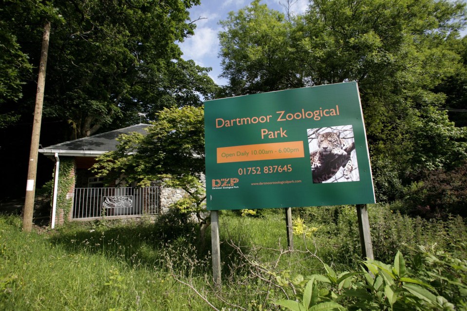 The lynx escaped captivity after being transferred to Dartmoor Zoo from a zoo in Kent