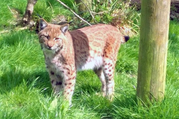 Flaviu the Carpathian lynx was found missing on Thursday morning after gnawing its way out of an enclosure at Dartmoor Zoo