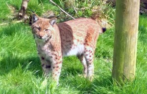 Dartmoor Zoo enlists predator-tracking expert Arnie to hunt escaped Flaviu after two weeks of failure