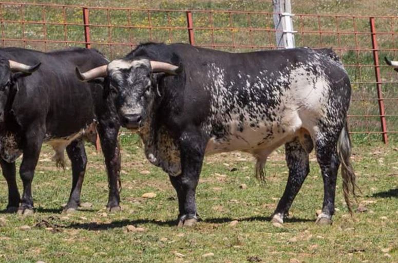 Lorenza (pictured) is now set to die because she is the mother of the bull that gorged Spanish matador Victor Barrio to death