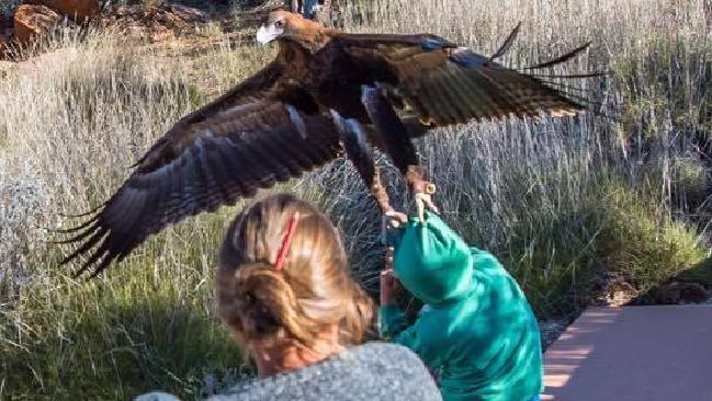 Terrifying: The massive eagle digs its talons into the boy's head