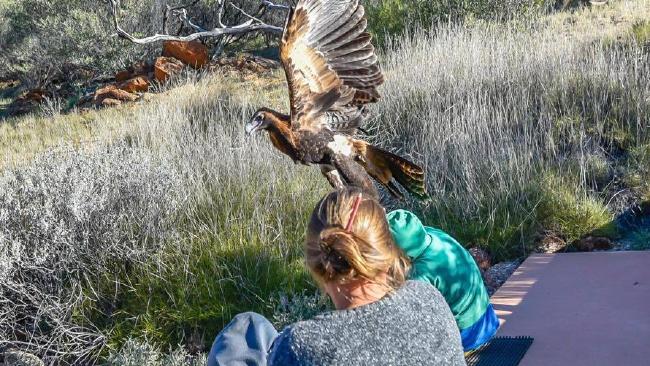 The youngster, 7, was left bleeding after the sharp claws cut him open