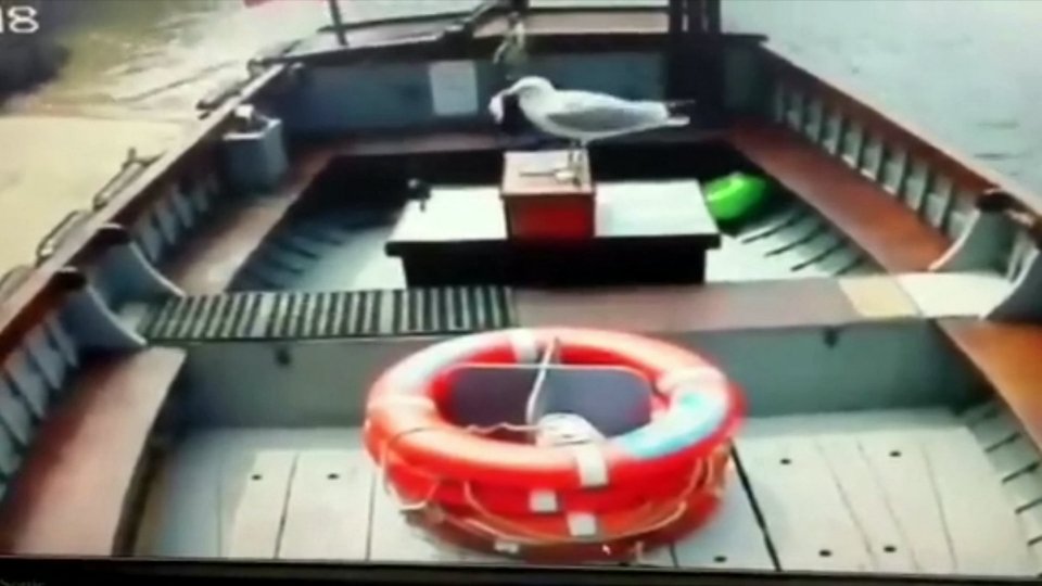 The plucky bird grabbed the change before flying away 