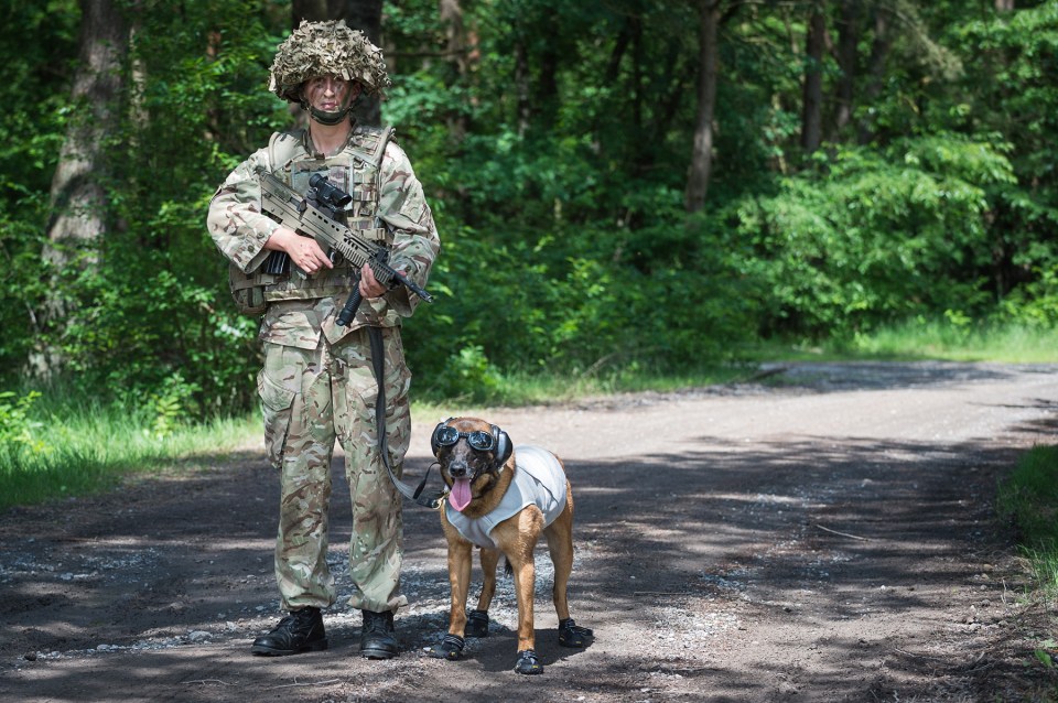 1st Military Working Dog Regiment training