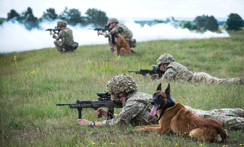 1st Military Working Dog Regiment training