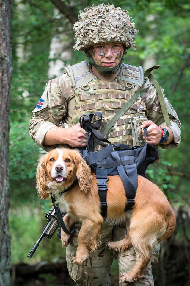 1st Military Working Dog Regiment training
