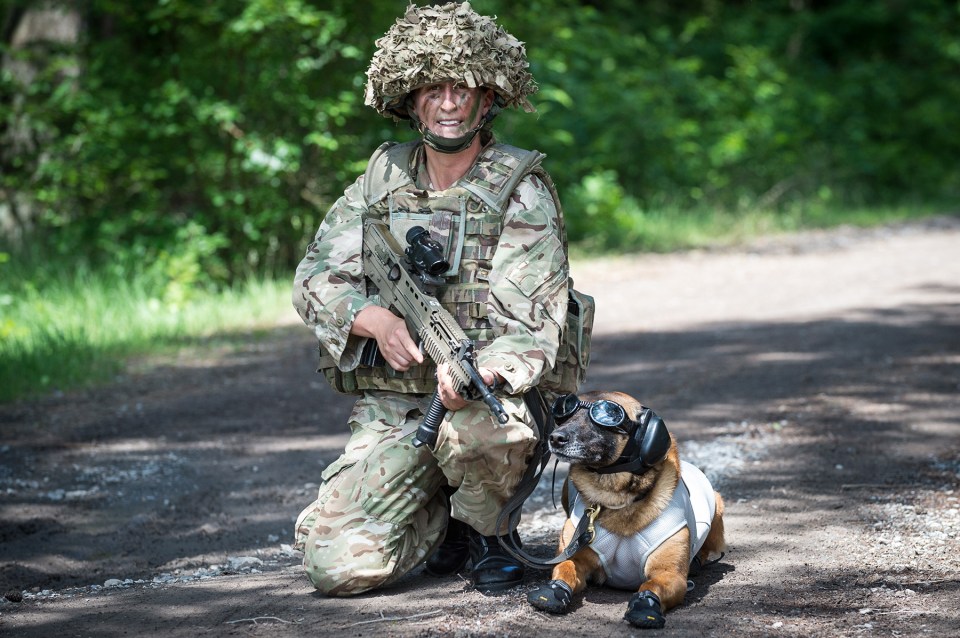 1st Military Working Dog Regiment training