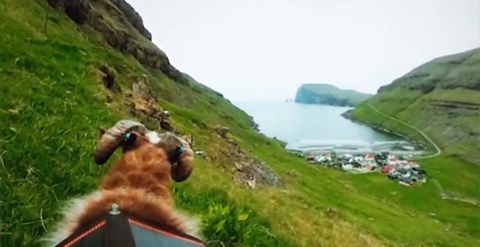 Sheep View