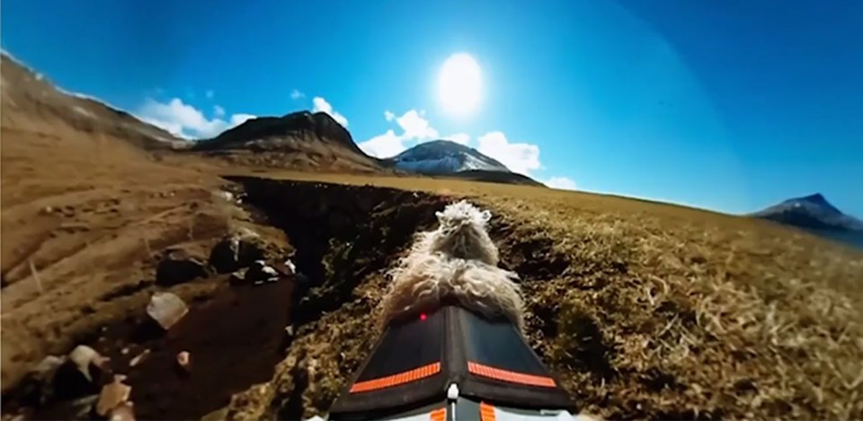 Sheep View