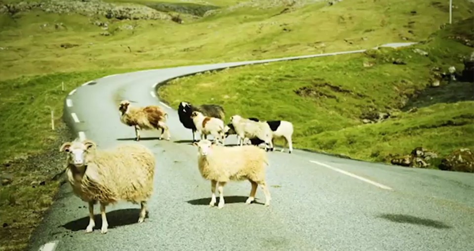 Sheep View