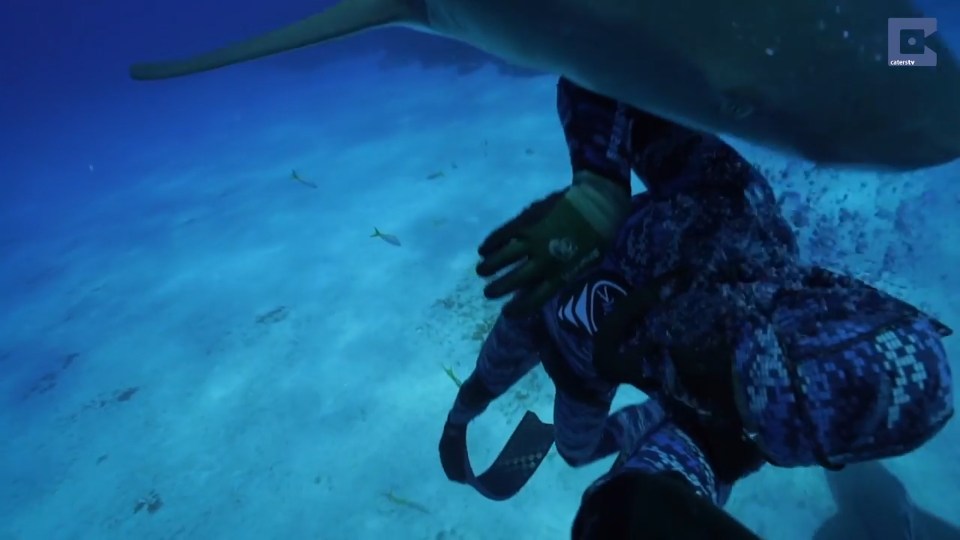 Lemon shark, Bahamas, Scuba diver