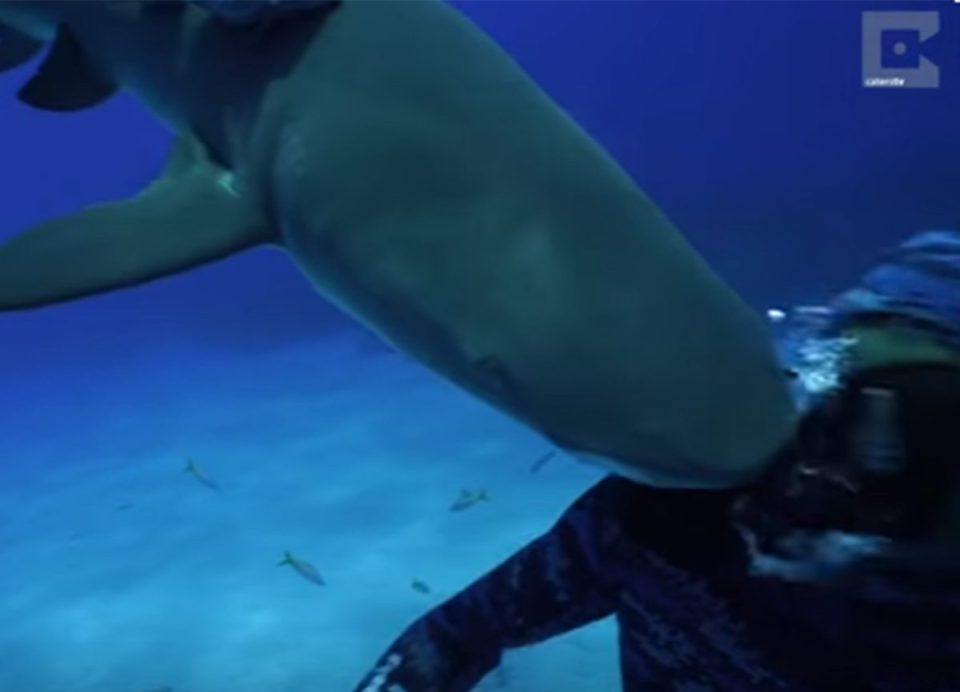 Lemon shark Bahamas Scuba diver