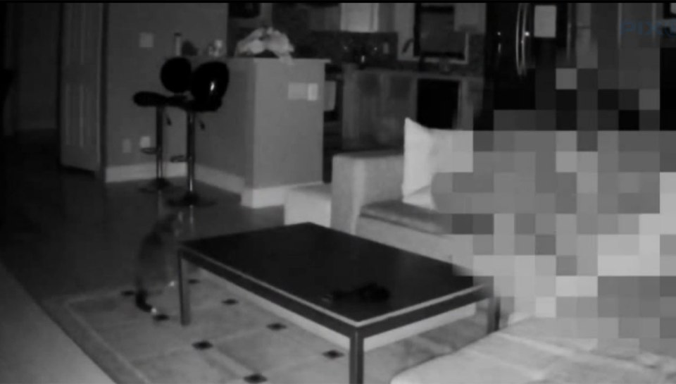 pet-sitter caught having nookie on camera