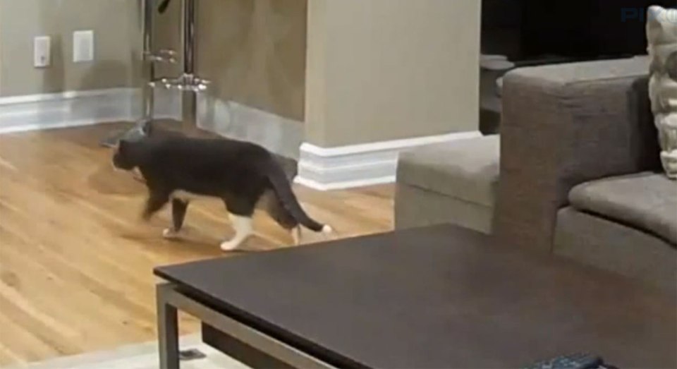 pet-sitter caught having nookie on camera