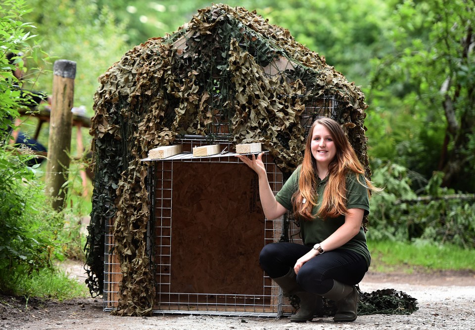 Dartmoor Zoo has tried trapping the animal with cages 