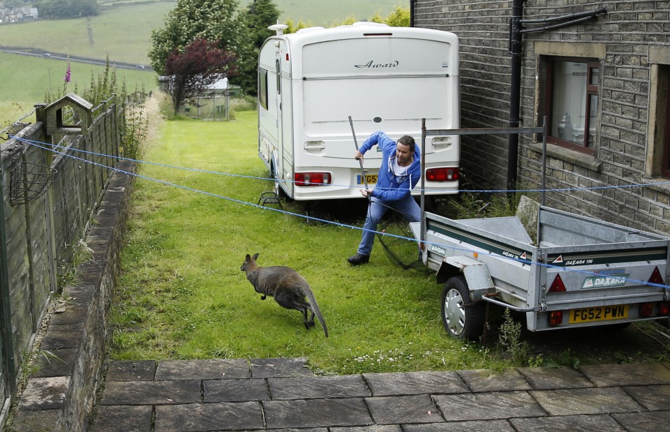 Billy the escaped wallaby