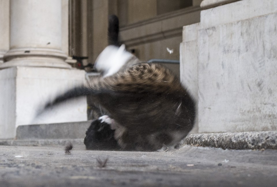 Larry and Palmerston