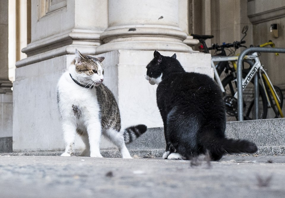 Larry and Palmerston